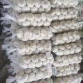 Fresh garlic  &dehydrated garlic direct to export with cheap price by manufacturer for sale